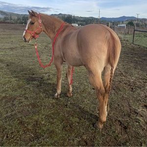 Meet your Posher, Irie